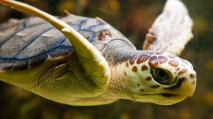 Álomértelmezés teknős a víz egy álom, amit egy álom a teknősbéka vízben