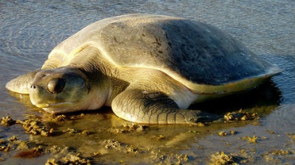 Álomértelmezés teknős a víz egy álom, amit egy álom a teknősbéka vízben