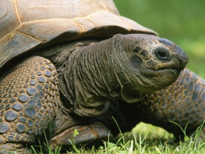 Interpretarea visului despre ceea ce visează o broască țestoasă