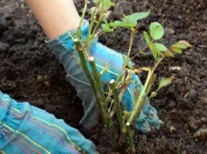 O interpretare de vis a plantelor de plantare în pământ într-un vis pentru a vedea ceea ce visă