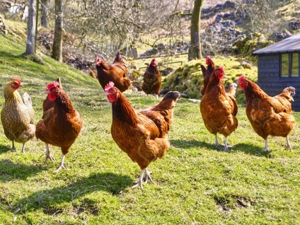 Sfaturi pentru conservarea animalelor tinere