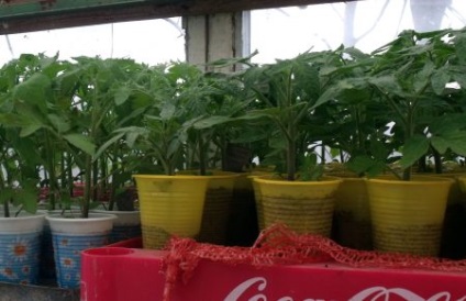 Termeni de plantare a unei tomate pentru răsaduri în 2017 în mijlocul benzii, sfaturi pentru grădinari, sfaturi pentru grădinar