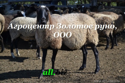 Sheep kanadai olibs, Romanov fajta Ukrajnában, export, AGROCENTER aranygyapjút, Ltd.