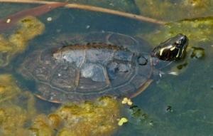 Diagnózist a héj teknősök