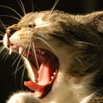 Ringworm în simptomele pisicilor și tratamentul