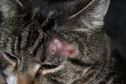 Ótvar macskák tünetei és kezelése