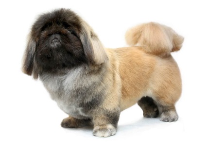 Grooming Pekingese la domiciliu ieftin la Moscova, prețurile cu plecare