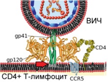 Structura și ciclul de viață al catalogului de viruși ai virusului imunodeficienței umane (HIV) - viruși