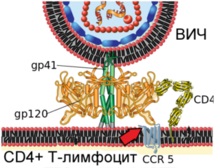 Structura și ciclul de viață al catalogului de viruși ai virusului imunodeficienței umane (HIV) - viruși