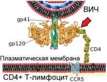 Structura și ciclul de viață al catalogului de viruși ai virusului imunodeficienței umane (HIV) - viruși