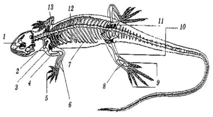 Structura reptilelor