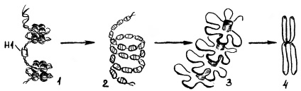 Structura și funcțiile dna - stadopedia