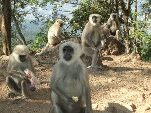 Animalele sacre din India