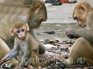 Animalele sacre din India