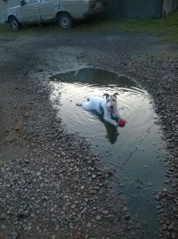 Jetul din Jack Russell Terrier - pe