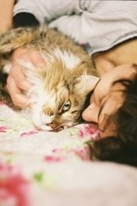 Temperamentul pisicilor, totul despre pisici