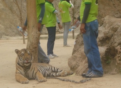 tiger Temple