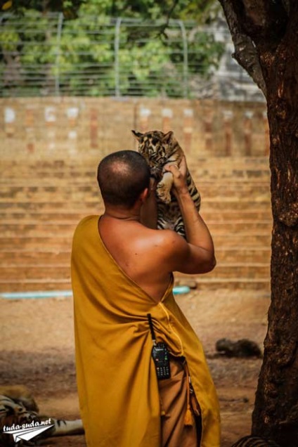 Tiger Temple Тайланд, Канчанабури