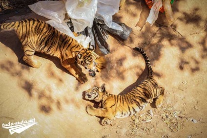 Tigriana în Thailanda, Kanchanaburi