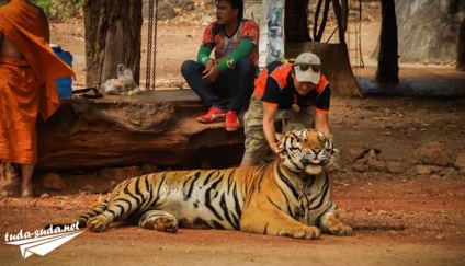 Tigriana în Thailanda, Kanchanaburi