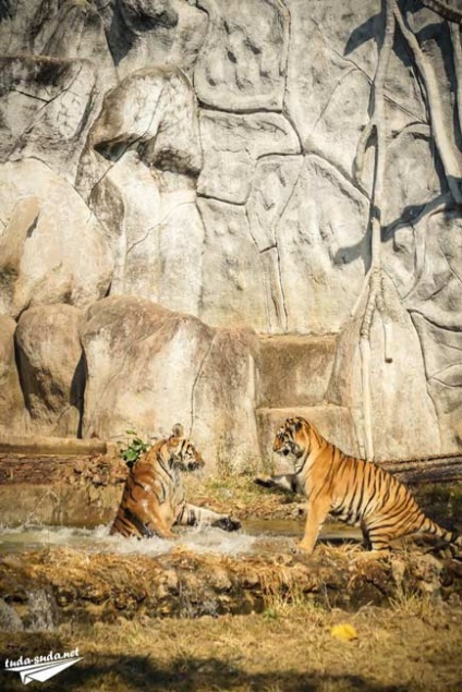 Tiger Temple Тайланд, Канчанабури