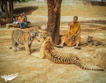 Tigriana în Thailanda, Kanchanaburi