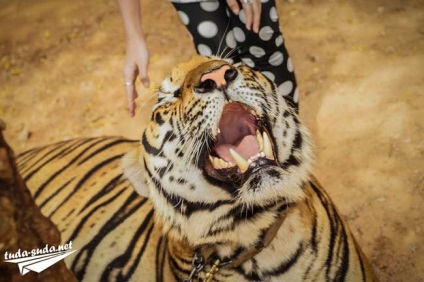 Tiger Temple Тайланд, Канчанабури