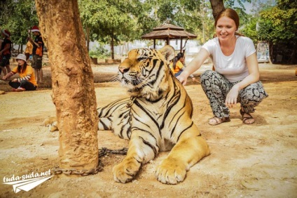 Tigriana în Thailanda, Kanchanaburi