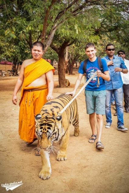 Tigriana în Thailanda, Kanchanaburi