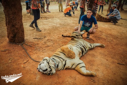 Tigriana în Thailanda, Kanchanaburi