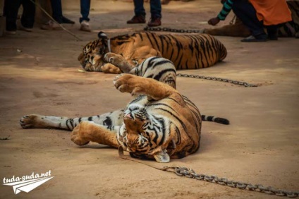 Tiger Temple Тайланд, Канчанабури