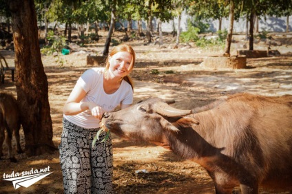 Tigriana în Thailanda, Kanchanaburi