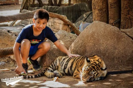 Tiger Temple Тайланд, Канчанабури