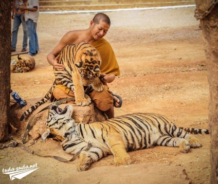 Tiger Temple Тайланд, Канчанабури