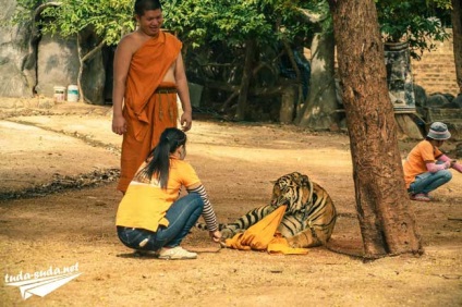 Tigriana în Thailanda, Kanchanaburi