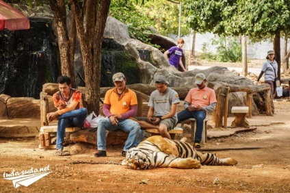 Tiger Temple Тайланд, Канчанабури