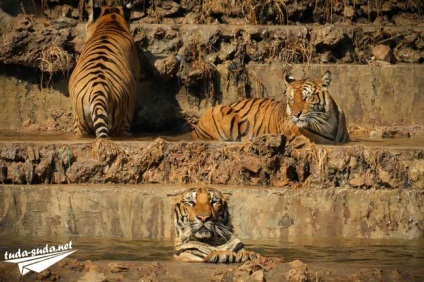 Tiger Temple Тайланд, Канчанабури