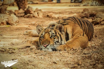 Tiger Temple Тайланд, Канчанабури