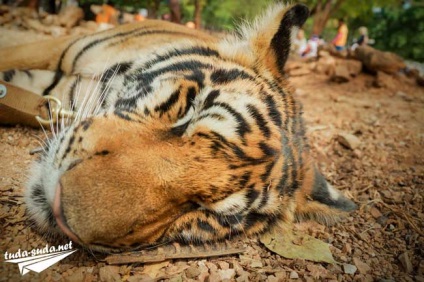 Tigriana în Thailanda, Kanchanaburi