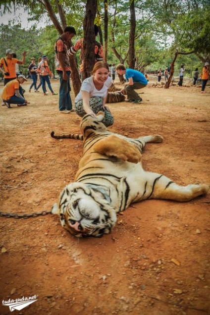 Tiger Temple Тайланд, Канчанабури