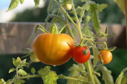 Tomate - plante cultivate pe un pervaz - o grădină de legume într-un apartament