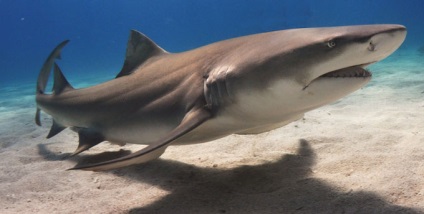 Top 10 legveszélyesebb cápák