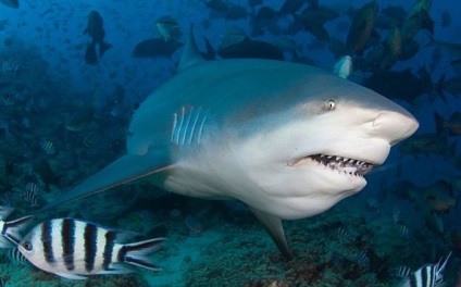 Top 10 legveszélyesebb cápák
