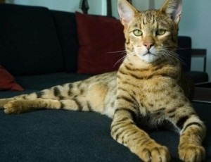 Top 5 cele mai scumpe pisici din lume
