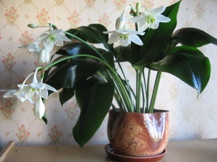 Tradescantia zebrina, consultanta floristica