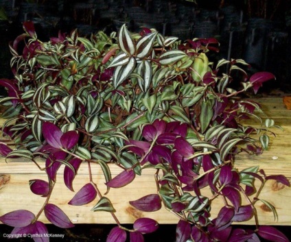 Tradescantia zebrina, consultanta floristica