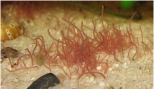Trompetă obișnuită, vierme de sânge - o hrană vie pentru peștii de acvariu, cum să o spălați, să o depozitați,