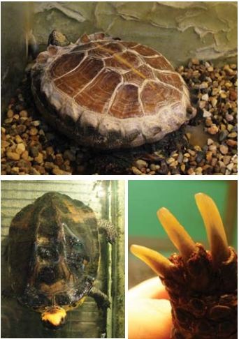 Învățați să îngrijiți corespunzător broasca testoasă (zoofish) - lumea țestoaselor