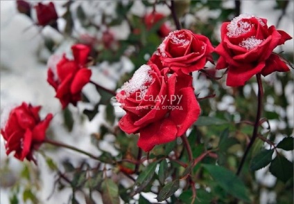 Adăpost de trandafiri pentru iarnă și pregătirea preliminară a videoclipurilor și fotografiilor