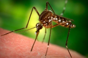 Mosquito mușcă la un copil decât să-l ajute pe copil